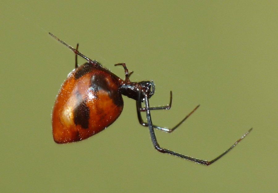 Cercate l''Argyrodes